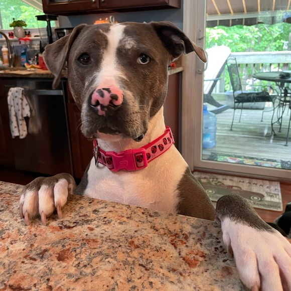 Meet your Posher, Hannah - Picture 1 of 2